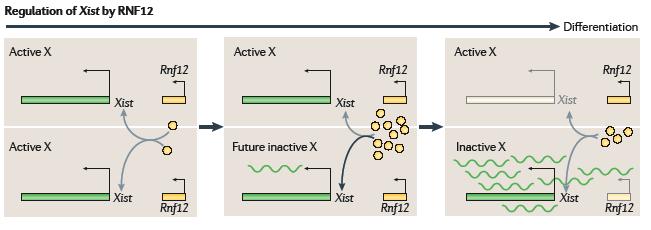 transitional cell. Discussion Topic Jonkers, I. et al. RNF12 is an -encoded dose-dependent activator of chromosome inactivation.