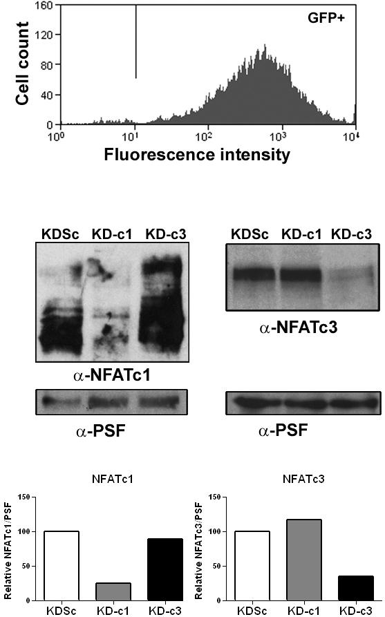 Figure S3. Infection and NFAT knockdown in endothelial cells The flow cytometry plot shows GFP expression in infected HUVEC (48 h post infection).