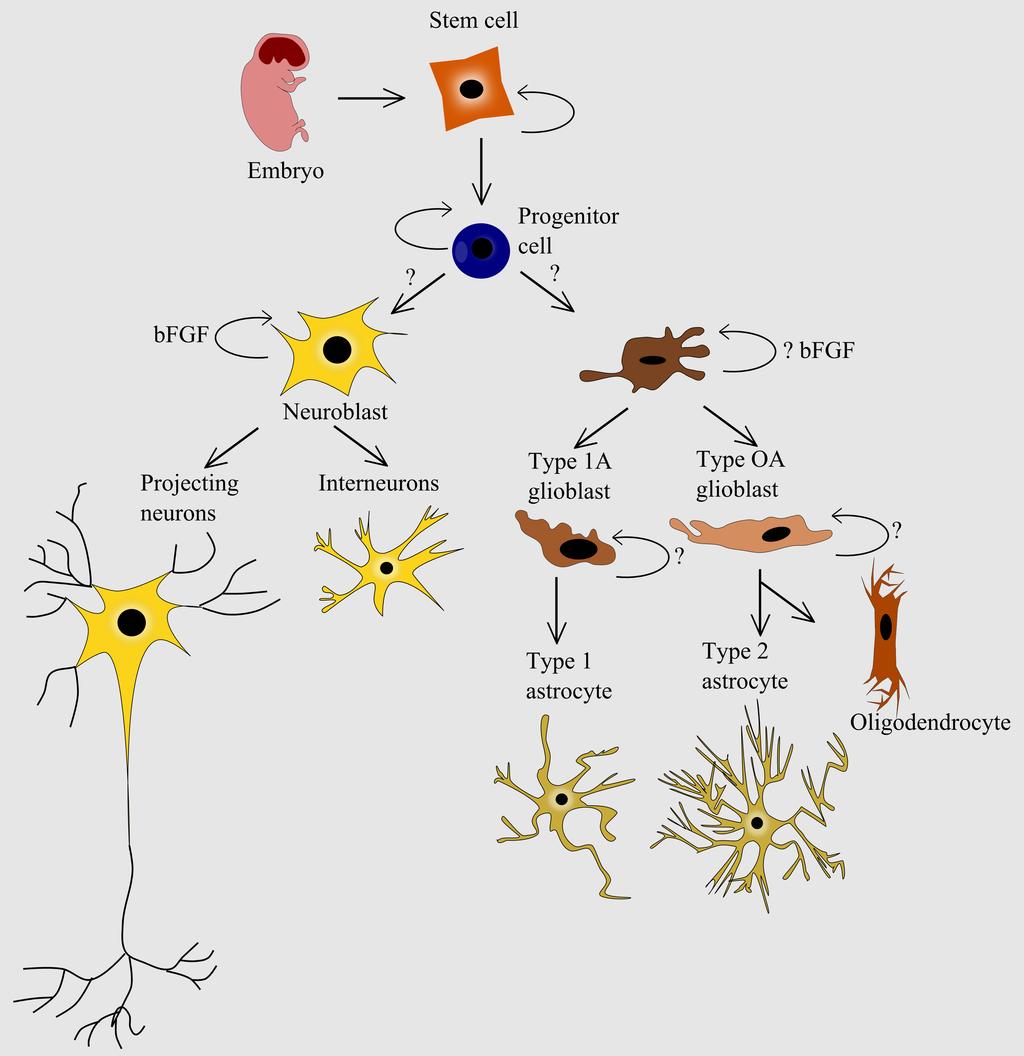 intended for the development of neurons, whereas glioblast cell give rise to glial cells such as astrocytes, and