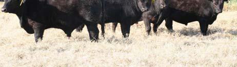 Adapting Angus Cattle to Subtropical Climates John Arthington University of / IFAS Range Cattle Research and Education Center, Ona Overview Typical commercial cow/calf herds are comprised of Brahman