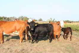 Initial Research - Bulls Overview ( years later) 600 90 80 70 Weaning Wt., lb P = 0.