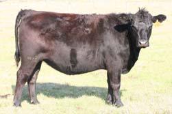 60 0 0 30 20 0 00 Riley et al. 20. J. Anim. Sci. 89:226 Cow Age n = 7 6 6 3 7 Study Design Study Design Study was conducted over three consecutive years using cow/calf pairs.