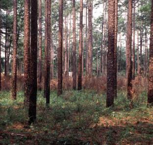 Challenges Maintaining Healthy Forests Taking