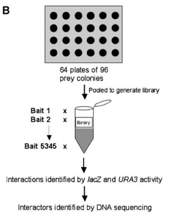 Two large-scale Y2H studies: Uetz et al.