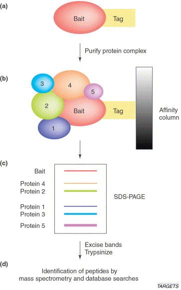 Two large-scale mass spec experiments Gavin et al. Ho et al. Gavin et al. : 1167 baits 589 protein complexes (232 distinct) Ho et al.