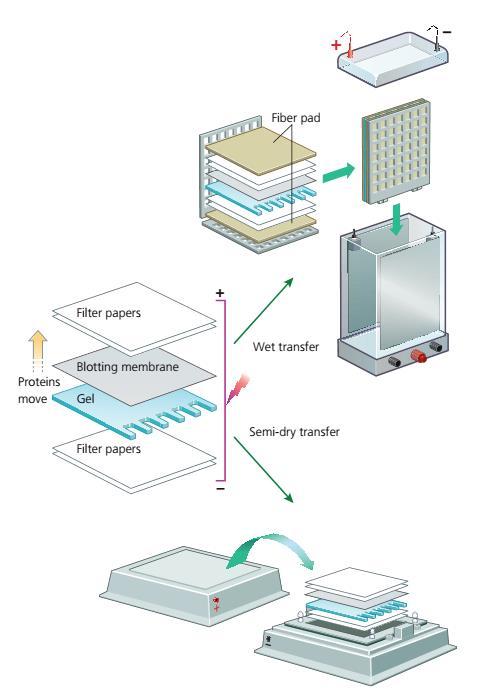 3- Blotting Following gel electrophoresis, the separated protein mixtures are transferred to a solid support for further analysis Transfer can be done in wet or semi-dry conditions Semi-dry transfer