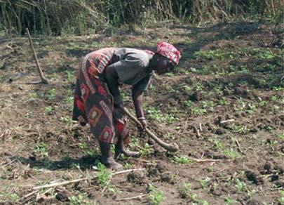 Tanzania Gender inequality In rural areas, women represent almost 92 % of the agricultural workforce Most of rural women work as unpaid