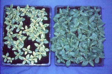 seed sowing trial of antirrhinum