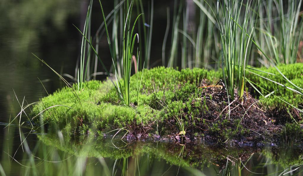 4 % of the total area of raised bogs Source: Institute for Ecological Economy Research (IÖW), 186/08 Höper 2007 In Germany, intact bogs have been designated protection areas since the 1970s and