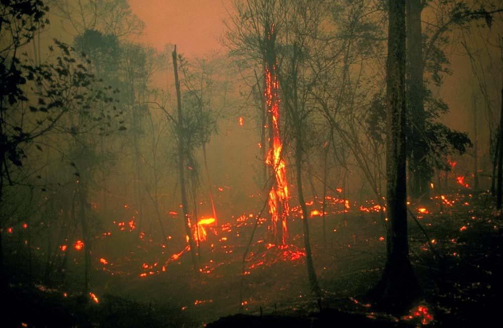 Peat fires significantly contribute to this trend Fire became the most dangerous threat to