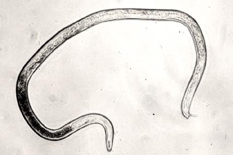 RKN Microscopic worm-like animals Five major species in Florida: 1. M. incognita 2. M. arenaria 3. M. javanica 4. M. enterolobii 5.