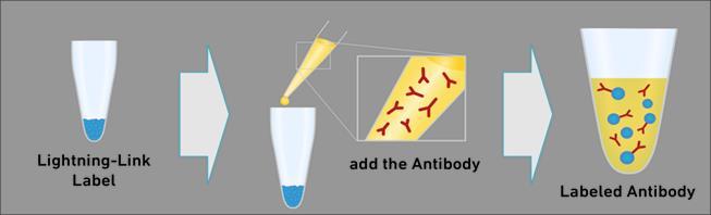 Simple Antibody Labeling Kits What is Lightning-Link technology?