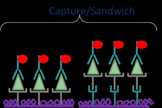 Assay Formats Capture (Sandwich) vs Direct: