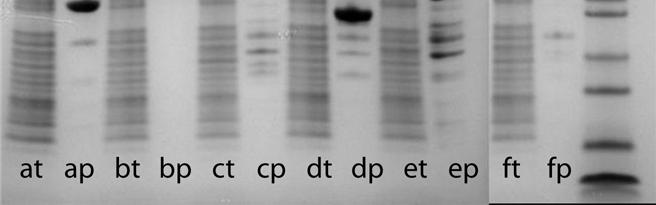 The target proteins were a: glutaminase domain of GLS, b: ATPase domain of HSPA6, c: KH and DEAD domains of DDX53, d: glutaminase domain of CTPS2, e: C-terminal domain of GLE1, and f: ACOT1.