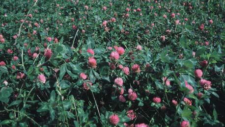 Red clover breeding The resurgence in interest in the use of red clover led in 1998 to DEFRA funding for the recommencement of a red clover breeding programme at IGER after a gap of more than fifteen