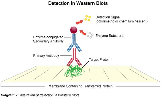 Western blotting: Detecting