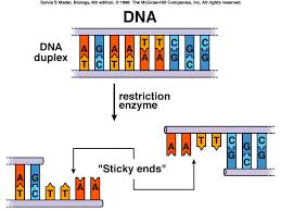 Enzyme toolkit for manipulating DNA DNA polymerase: copies a DNA strand from a complementary template Restriction enzymes: cut DNA at specific sequence sites