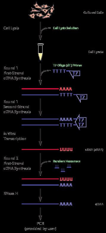 How to make a cdna library RNA cdna reverse