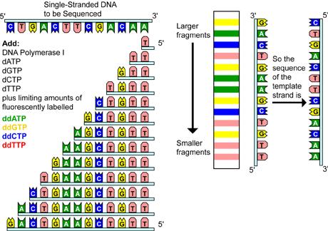 How to sequence DNA http://www.