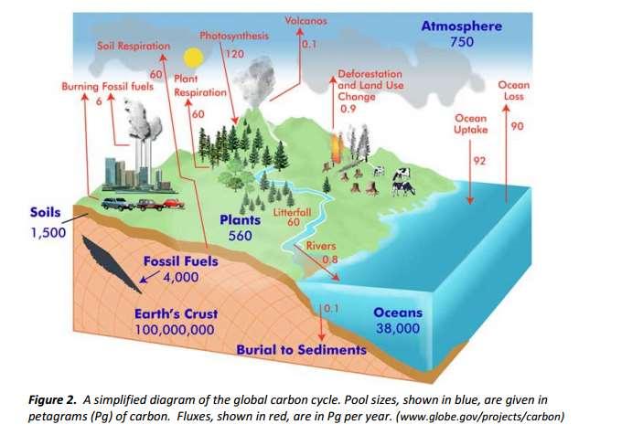 Apply to Demonstrate New Understanding This is a proportional diagram it shows the amount of a component. Using this diagram explain the carbon cycle.