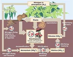 These are natural processes that recycle nutrients in various