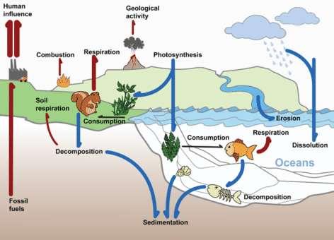 The Carbon Cycle The carbon cycle is just one of these biogeochemical cycles.
