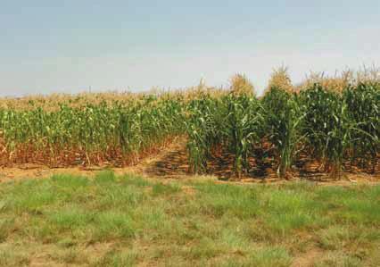 The effect of crop rotation with a legume on the growth and production of maize, can be dramatic in some seasons.