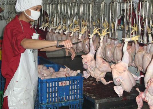 Transition towards sustainable and hygienic chicken slaughtering practices in Greater Jakarta: a