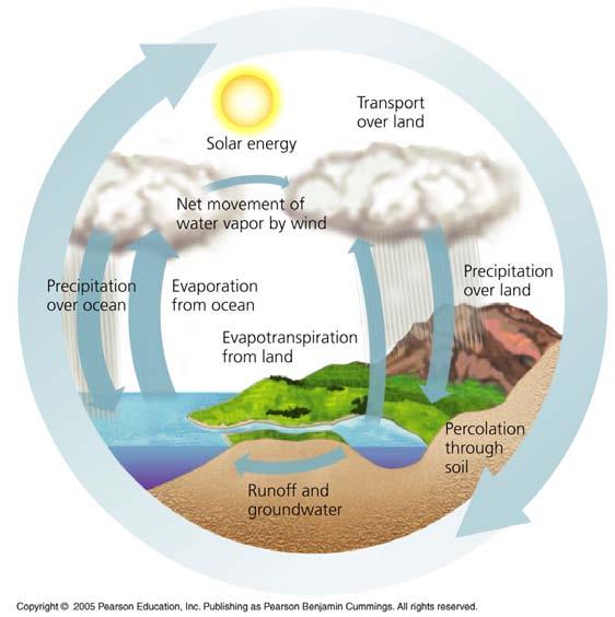 4 IMPORTANT BIOGEOCHEMICAL CYCLES THE WATER CYCLE Water is essential to all organisms and its availability influences rates of ecosystem processes.