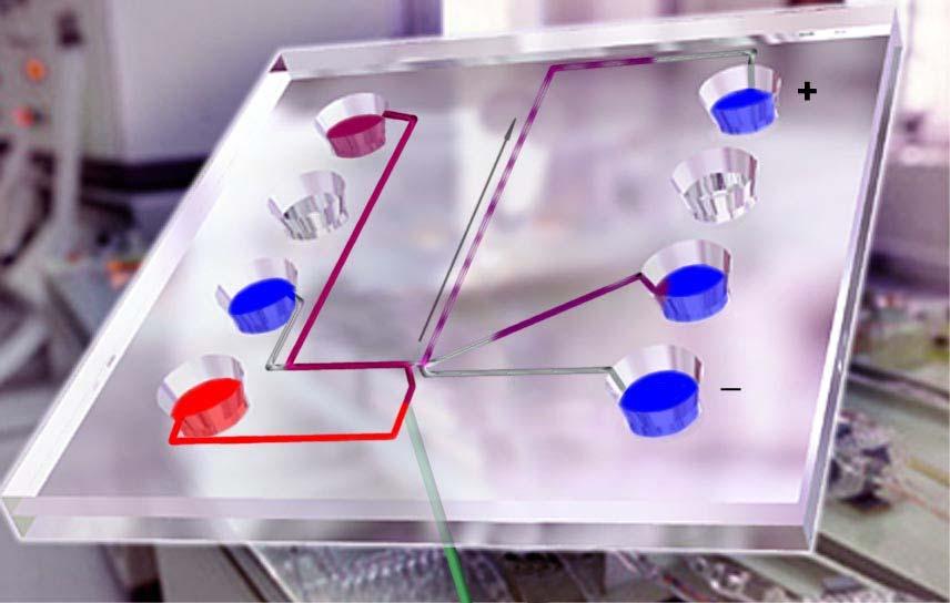 Capillary electrophoresis in lab-on-a-chip Separation Channel Detection Window Automatic sampling from microplates On-chip non-covalent FL staining and destaining Sample