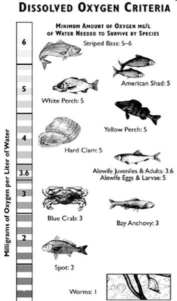 DISSOLVED OXYGEN: Levels are too low Dissolved oxygen supports healthy and diverse populations of aquatic life.