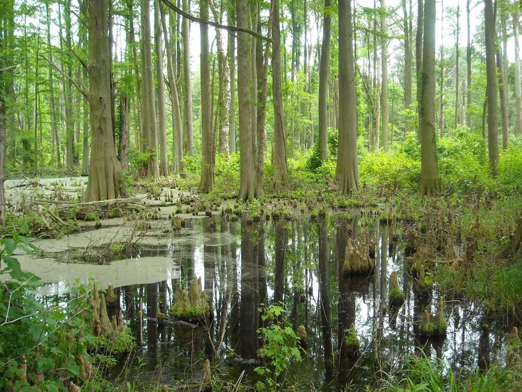 most simply described wetlands are areas where two