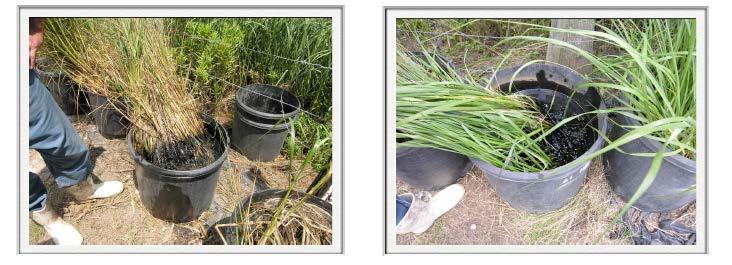 Marsh Grass with Heavy Oil Contamination Demonstration Two weeks after the oil was introduced, the smooth cord grass in the Amended buckets,