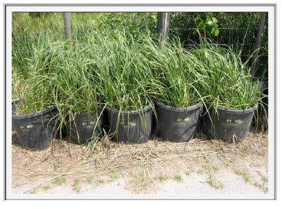 Marsh Grass with Heavy Oil Contamination Demonstration Above are the