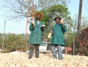youth towards undertaking successful careers in agriculture
