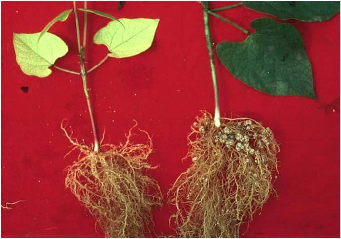 Without healthy nodules, legumes don t fix N