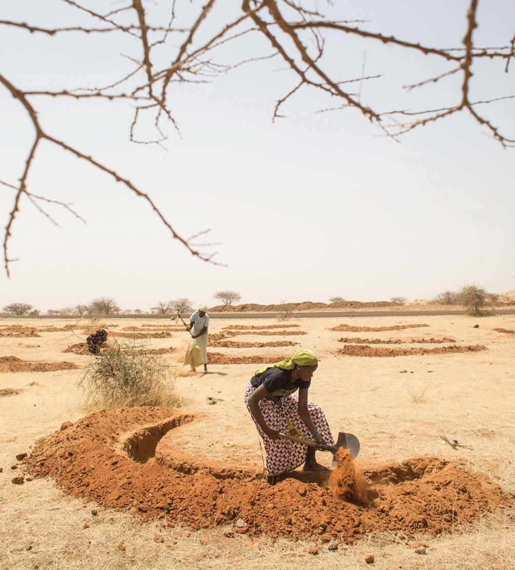 Niger - Tera. Women preparing the field for the next rainy season by escaving half-moon dams to save water. FAO/Giulio Napolitano.
