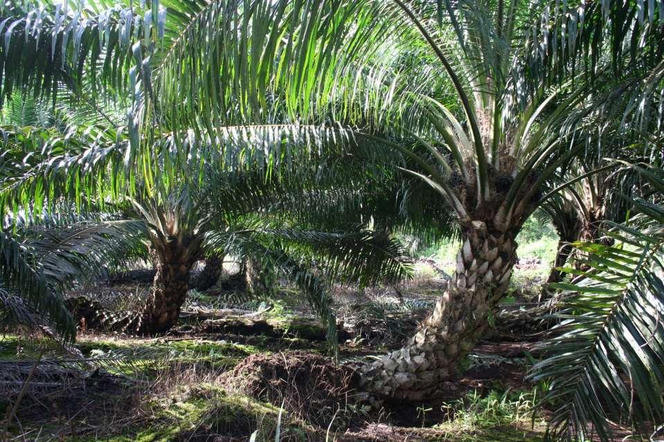 In Sarawak, 30 years of oil palm plantation on coastal