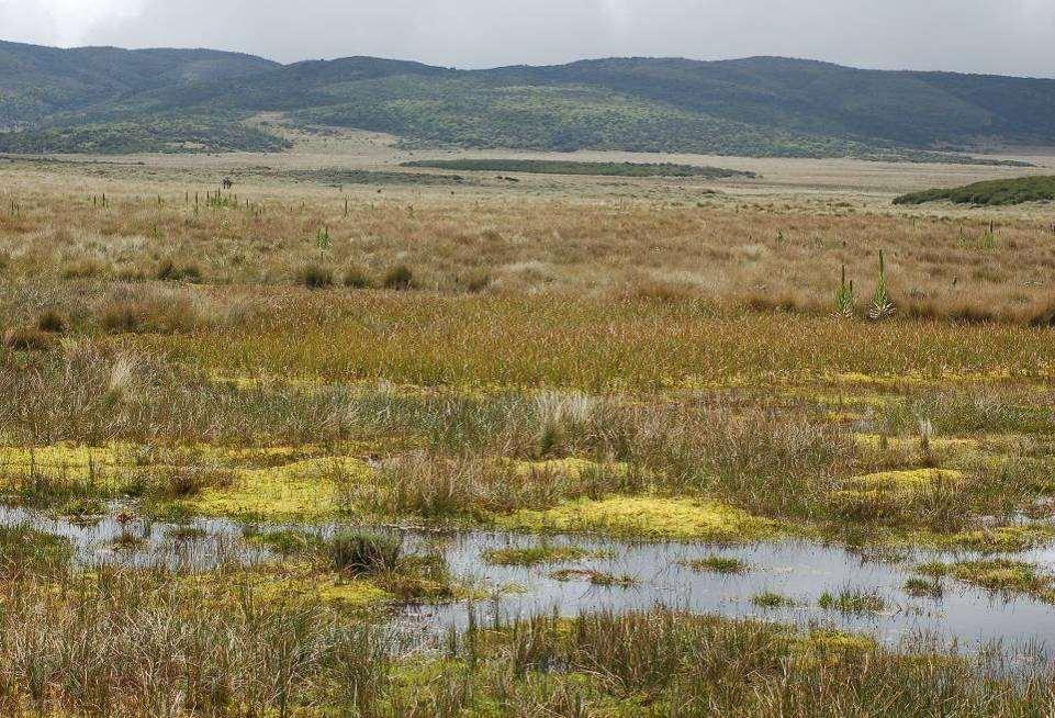 Kenya Non-used peatlands are not