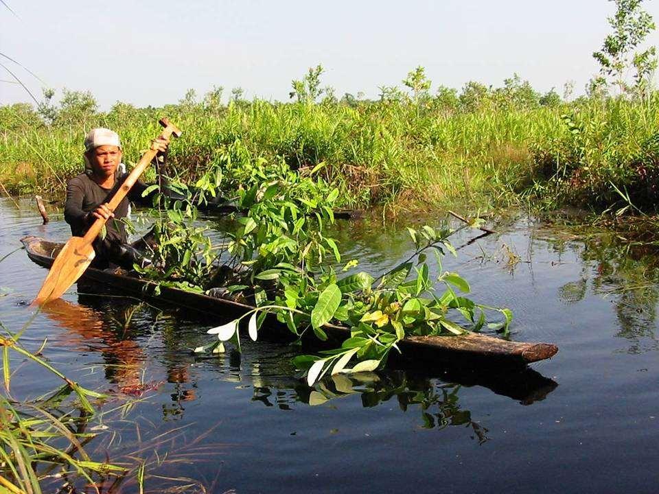 Indonesia Rewetting with paludiculture reduces peatland