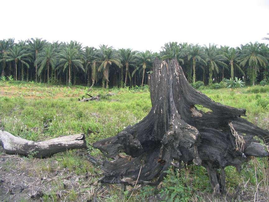 i.e.: no oil palm for