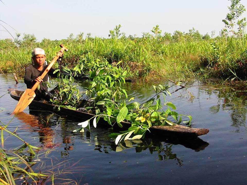 Indonesia orientates on paludiculture for its huge peatland rewetting program (2.8 million ha!