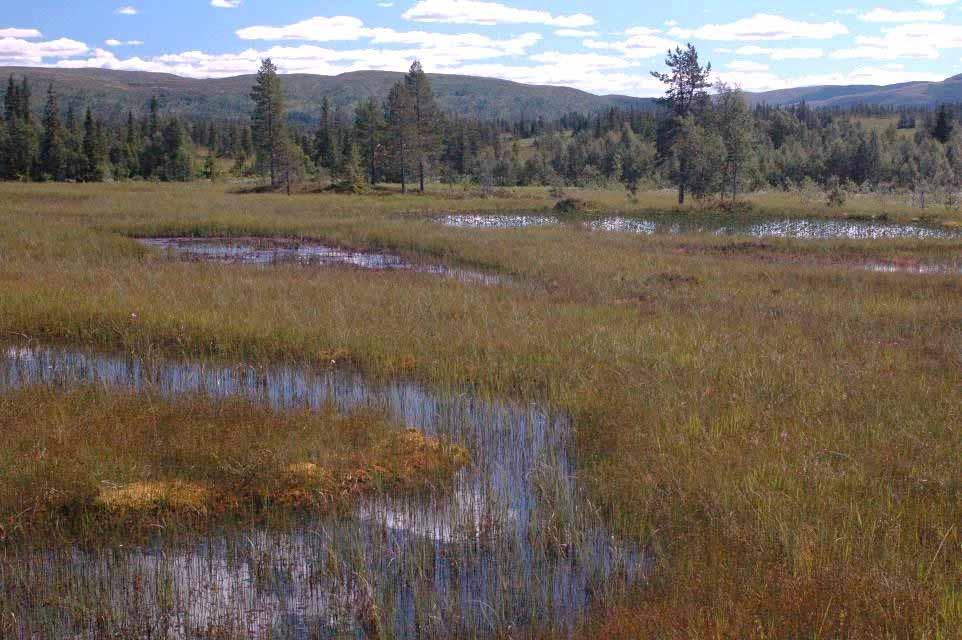 Norway Living peatlands are climatically ~neutral.