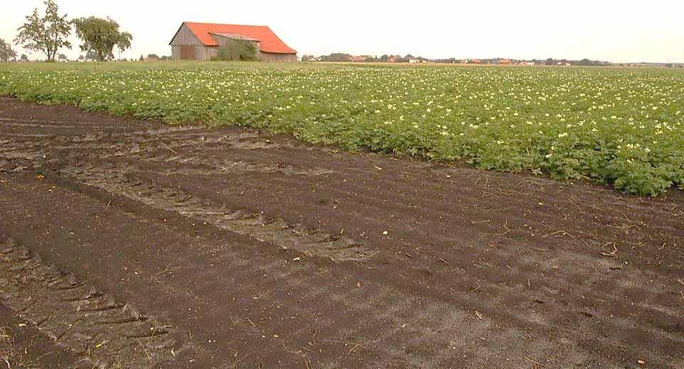 A potato field on peat in Europe emits 37 T CO 2 e /ha/yr = 185.
