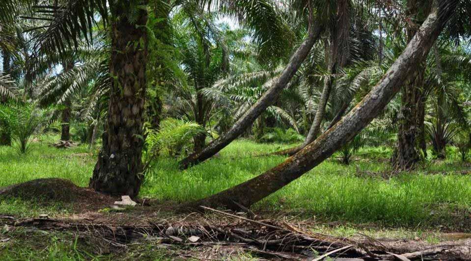 Oil palm on peat in the tropics emits 60 T CO 2 e