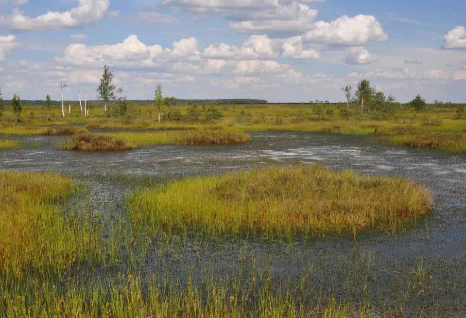 Belarus Peat accumulates through water