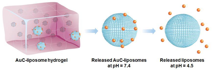 A Hydrogel for Topical Antimicroibal Delivery PEGDMA concentration 0.