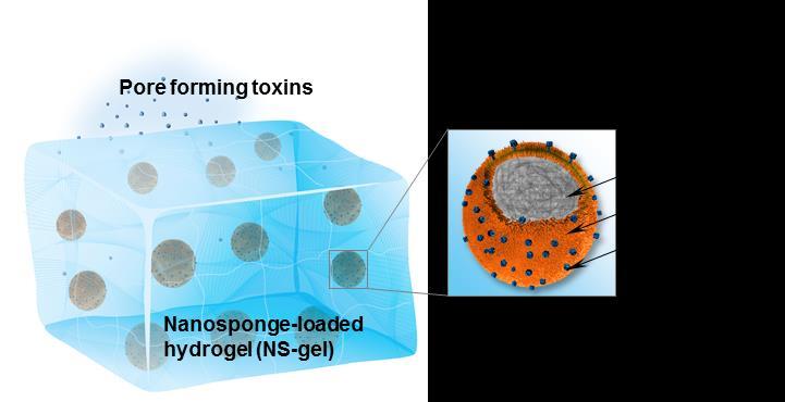 Hydrogel-Nanoparticle Hybrid System Schematic illustration of a hydrogel retaining toxin-absorbing nanosponges for local treatment of