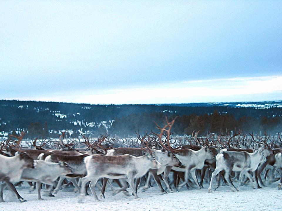spiritual and cultural connection to the reindeer and the nature their existence was