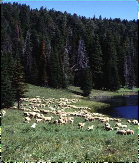 Intensive grazing systems Perennial